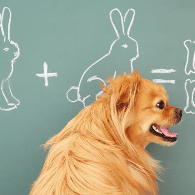 neurodiverse learners (1)